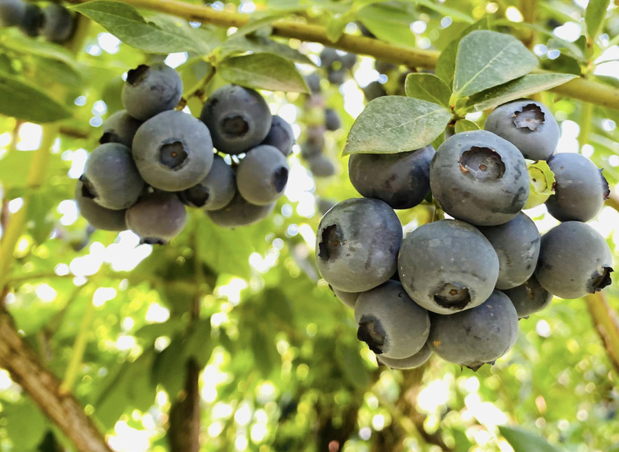 Quả việt quất rất giàu các dưỡng chất có lợi cho da. Ảnh: Quỳnh Anh Quả việt quất rất giàu các dưỡng chất có lợi cho da. Ảnh: Quỳnh Anh