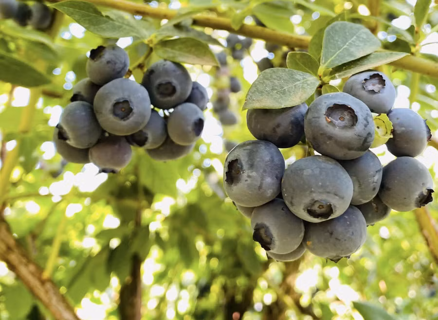 Quả việt quất rất giàu các dưỡng chất có lợi cho da. Ảnh: Quỳnh Anh Quả việt quất rất giàu các dưỡng chất có lợi cho da. Ảnh: Quỳnh Anh