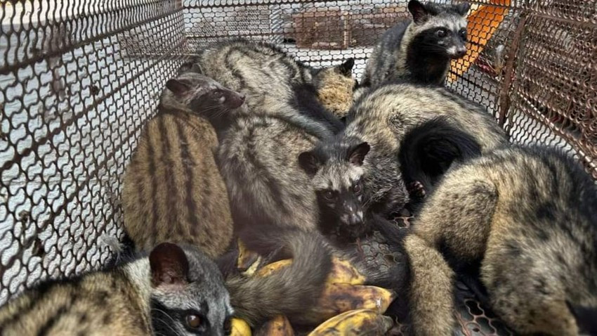 26 con chồn hương trong nhà của Hoài.