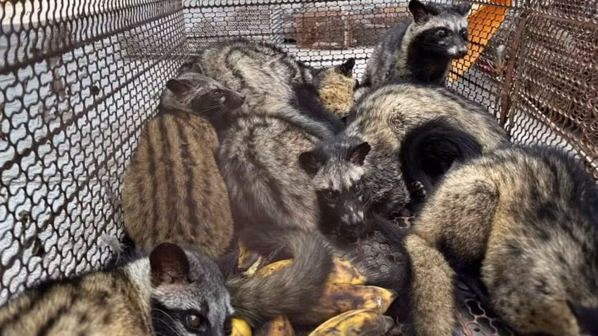 26 con chồn hương trong nhà của Hoài.