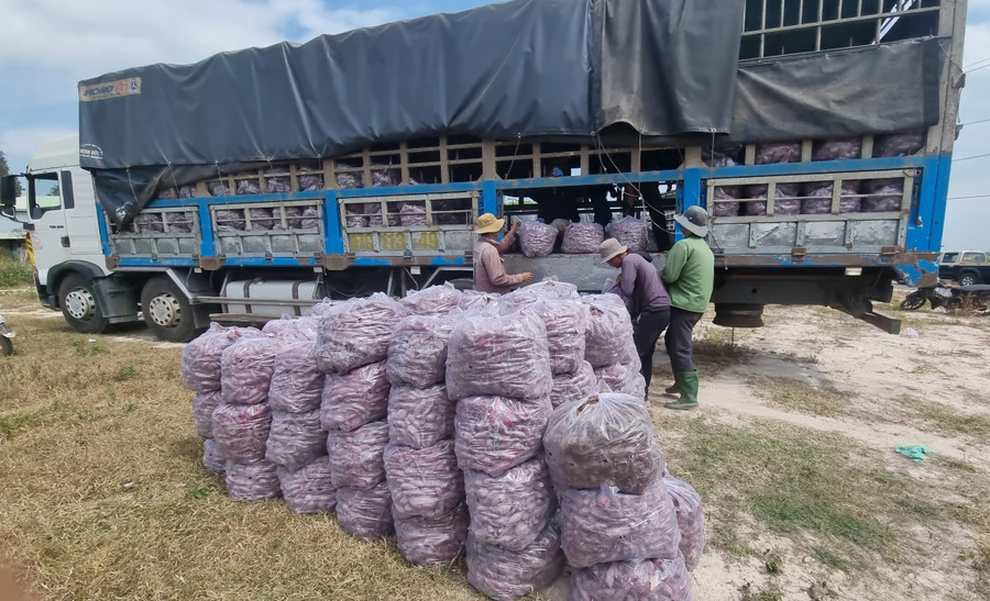 Những chiếc xe tải của các thương lái chờ sẵn tại điểm tập kết để thu mua khoai lang. Ảnh: Hà Phương Những chiếc xe tải của các thương lái chờ sẵn tại điểm tập kết để thu mua khoai lang. Ảnh: Hà Phương