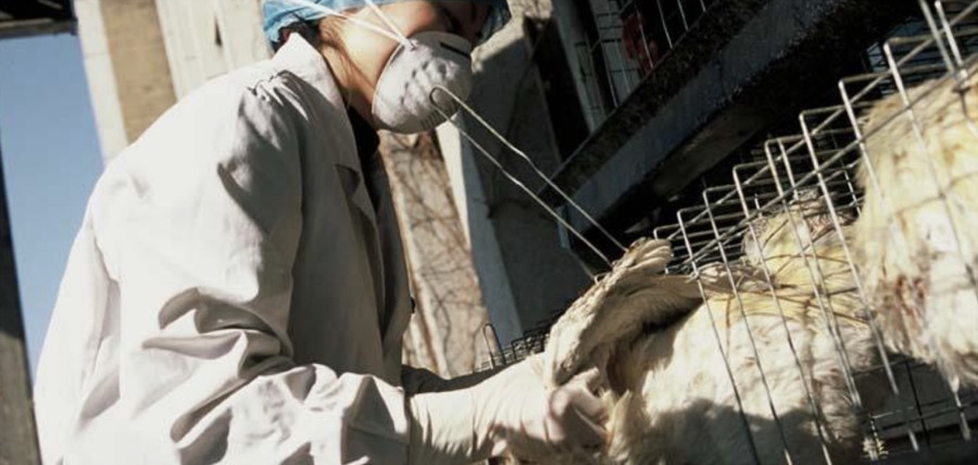 WHO bày tỏ lo ngại về cúm gia cầm H5N1 trên toàn cầu. Ảnh: Website WHO WHO bày tỏ lo ngại về cúm gia cầm H5N1 trên toàn cầu. Ảnh: Website WHO