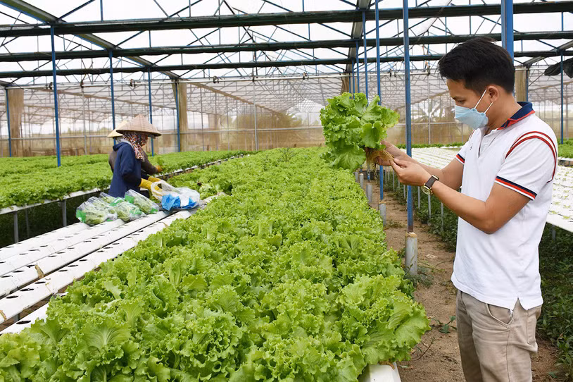 Mô hình trồng rau thủy canh tại Công ty TNHH một thành viên Hương Đất An Phú (TP. Pleiku). Ảnh: L.N