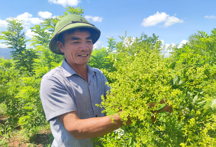 Ông Nguyễn Văn Sở (thôn Lương Hà, xã Ia Blứ, huyện Chư Pưh) từng bị ngân hàng phát mãi tài sản thu hồi khoản nợ đầu tư hồ tiêu thì giờ đã thành công với mô hình trồng hoa hòe. Ảnh: M.N Ông Nguyễn Văn Sở (thôn Lương Hà, xã Ia Blứ, huyện Chư Pưh) từng bị ngân hàng phát mãi tài sản thu hồi khoản nợ đầu tư hồ tiêu thì giờ đã thành công với mô hình trồng hoa hòe. Ảnh: M.N