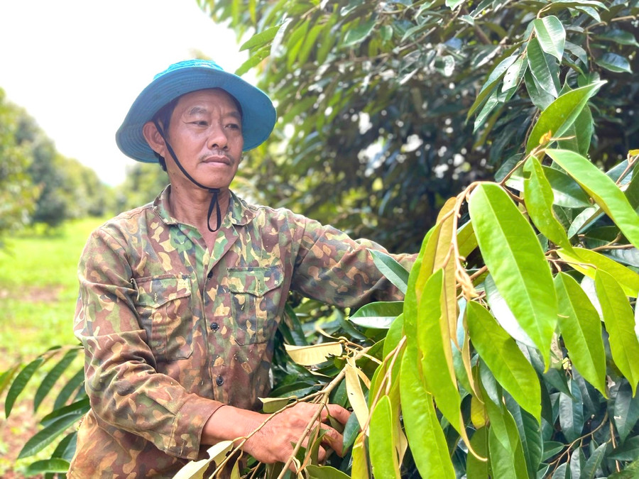 Ông Nguyễn Thành Cơ (thôn Thiên An, xã Ia Blứ, huyện Chư Pưh) dùng số tiền nhổ bán trụ tiêu để gầy dựng lại vườn sầu riêng, cho thu nhập tiền tỷ mỗi năm. Ảnh: M.N Ông Nguyễn Thành Cơ (thôn Thiên An, xã Ia Blứ, huyện Chư Pưh) dùng số tiền nhổ bán trụ tiêu để gầy dựng lại vườn sầu riêng, cho thu nhập tiền tỷ mỗi năm. Ảnh: M.N
