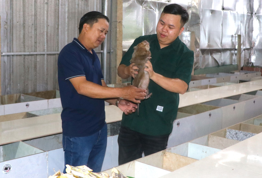 Anh Lê Thành Trung (bìa phải, thôn An Quý, xã Phú An, huyện Đak Pơ) chia sẻ kinh nghiệm, kỹ thuật chăn nuôi dúi với thành viên tổ nuôi dúi. Ảnh: N.M Anh Lê Thành Trung (bìa phải, thôn An Quý, xã Phú An, huyện Đak Pơ) chia sẻ kinh nghiệm, kỹ thuật chăn nuôi dúi với thành viên tổ nuôi dúi. Ảnh: N.M