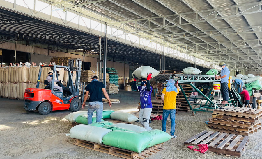 Để đảm bảo đủ nguồn hàng xuất khẩu, các doanh nghiệp đã đẩy mạnh liên kết phát triển cà phê bền vững theo các chứng nhận tiêu chuẩn 4C, Rainforest... Ảnh: V.T Để đảm bảo đủ nguồn hàng xuất khẩu, các doanh nghiệp đã đẩy mạnh liên kết phát triển cà phê bền vững theo các chứng nhận tiêu chuẩn 4C, Rainforest... Ảnh: V.T