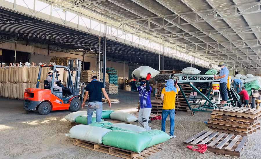 Để đảm bảo đủ nguồn hàng xuất khẩu, các doanh nghiệp đã đẩy mạnh liên kết phát triển cà phê bền vững theo các chứng nhận tiêu chuẩn 4C, Rainforest... Ảnh: V.T