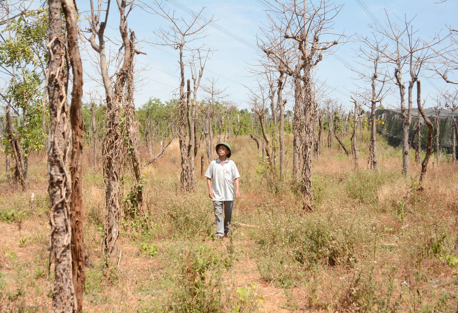 Ông Lê Văn Láng (thôn Phú Bình, xã Ia Le, huyện Chư Pưh) từng lao đao vì vườn hồ tiêu sắp đến kỳ thu hoạch đột ngột chết hàng loạt. Ảnh: M.N Ông Lê Văn Láng (thôn Phú Bình, xã Ia Le, huyện Chư Pưh) từng lao đao vì vườn hồ tiêu sắp đến kỳ thu hoạch đột ngột chết hàng loạt. Ảnh: M.N