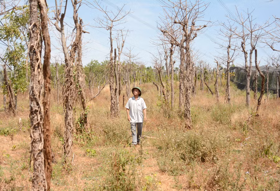 Ông Lê Văn Láng (thôn Phú Bình, xã Ia Le, huyện Chư Pưh) từng lao đao vì vườn hồ tiêu sắp đến kỳ thu hoạch đột ngột chết hàng loạt. Ảnh: M.N