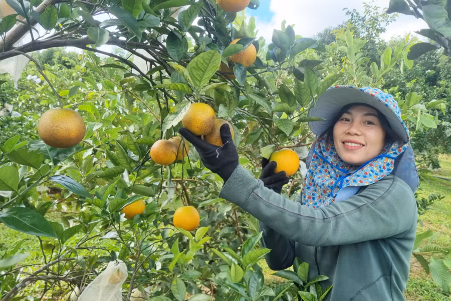 Nhiều nông dân huyện Kbang đầu tư trồng cam Vinh theo tiêu chuẩn VietGAP để nâng cao giá trị sản phẩm. Ảnh: Ngọc Sang