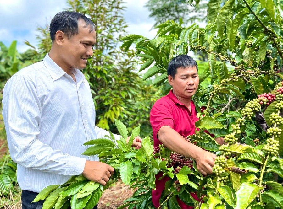 Từ mô hình đa canh, mỗi năm, anh Nguyễn Minh Ánh (bìa phải, thôn Thủy Phú, xã Ia Blứ) có thu nhập trên 300 triệu đồng. Ảnh: M.N