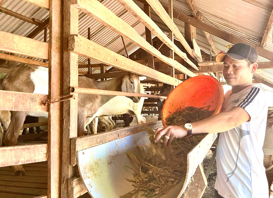 Từng bỏ xứ ra đi vì thất bại bởi cây hồ tiêu, giờ anh Đoàn Văn Thái (thôn Thủy Phú, xã Ia Blứ) đã là triệu phú từ việc nuôi dê. Ảnh: M.N