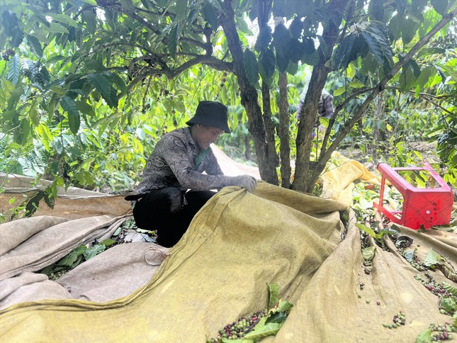 Các tấm bạt căng sẵn dưới gốc chờ cà phê rơi