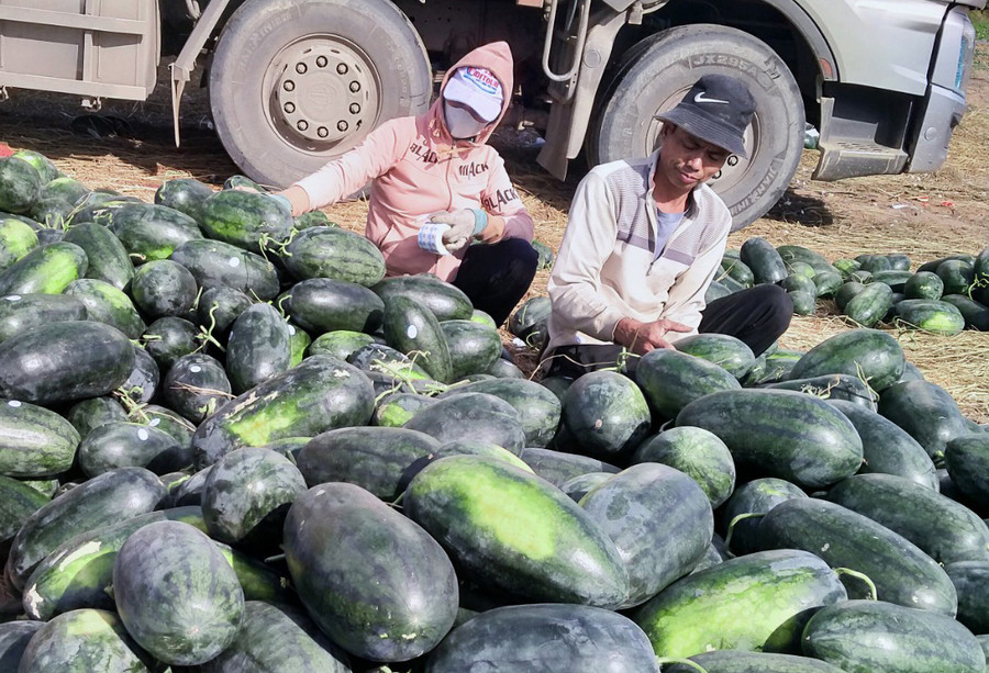 Ông Nguyễn Văn Thu (thương lái ở Bình Định) mua dưa hấu của người dân trồng tại làng Đút, xã Ia Lâu. Ảnh: H.P Ông Nguyễn Văn Thu (thương lái ở Bình Định) mua dưa hấu của người dân trồng tại làng Đút, xã Ia Lâu. Ảnh: H.P