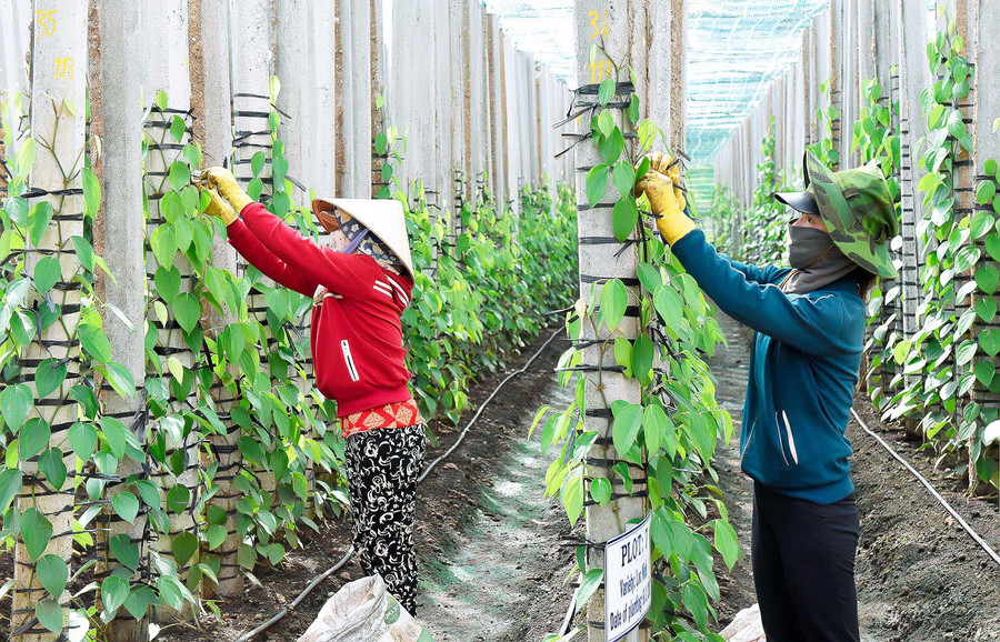 Sản xuất hồ tiêu theo hướng VietGAP là giải pháp phát triển bền vững, nâng cao giá trị sản phẩm, tăng thu nhập cho người dân. Ảnh: Đ.T