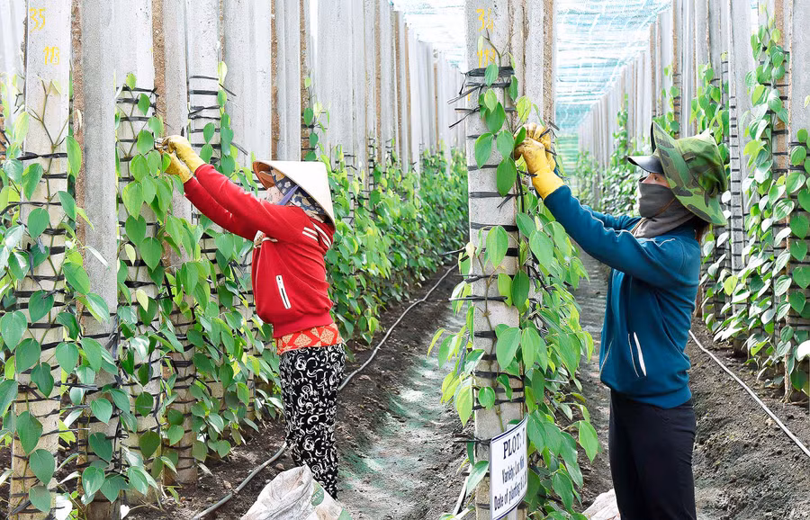 Sản xuất hồ tiêu theo hướng VietGAP là giải pháp phát triển bền vững, nâng cao giá trị sản phẩm, tăng thu nhập cho người dân. Ảnh: Đ.T