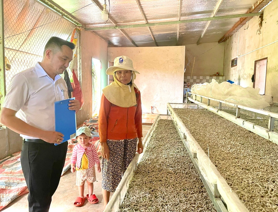 Nhiều người dân tại xã Ia Blứ (huyện Chư Pưh) chuyển đổi diện tích hồ tiêu bị chết sang mô hình trồng dâu nuôi tằm mang lại thu nhập cao. Ảnh: M.N Nhiều người dân tại xã Ia Blứ (huyện Chư Pưh) chuyển đổi diện tích hồ tiêu bị chết sang mô hình trồng dâu nuôi tằm mang lại thu nhập cao. Ảnh: M.N