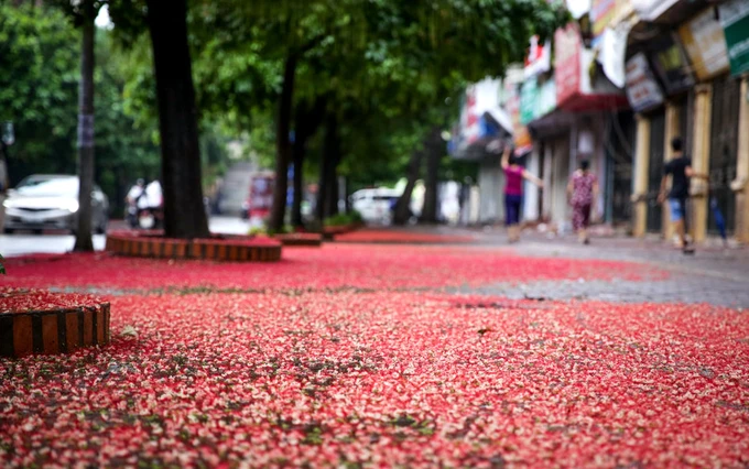 Hoa lộc vừng rơi thắm đường Hoa lộc vừng rơi thắm đường