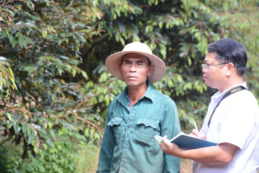 Từ bỏ loại cây được mệnh danh là vàng đen, ông Nguyễn Trọng Dũng (thôn Vinh Hà, xã Ia Blang, huyện Chư Sê) chuyển sang trồng sầu riêng, mỗi năm thu nhập hàng tỷ đồng. Ảnh: M.N Từ bỏ loại cây được mệnh danh là vàng đen, ông Nguyễn Trọng Dũng (thôn Vinh Hà, xã Ia Blang, huyện Chư Sê) chuyển sang trồng sầu riêng, mỗi năm thu nhập hàng tỷ đồng. Ảnh: M.N