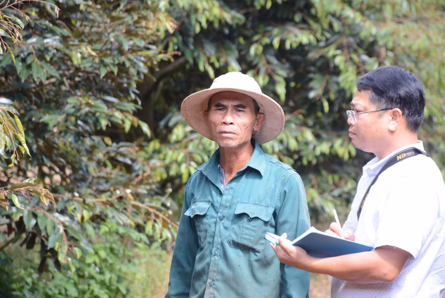 Từ bỏ loại cây được mệnh danh là vàng đen, ông Nguyễn Trọng Dũng (thôn Vinh Hà, xã Ia Blang, huyện Chư Sê) chuyển sang trồng sầu riêng, mỗi năm thu nhập hàng tỷ đồng. Ảnh: M.N