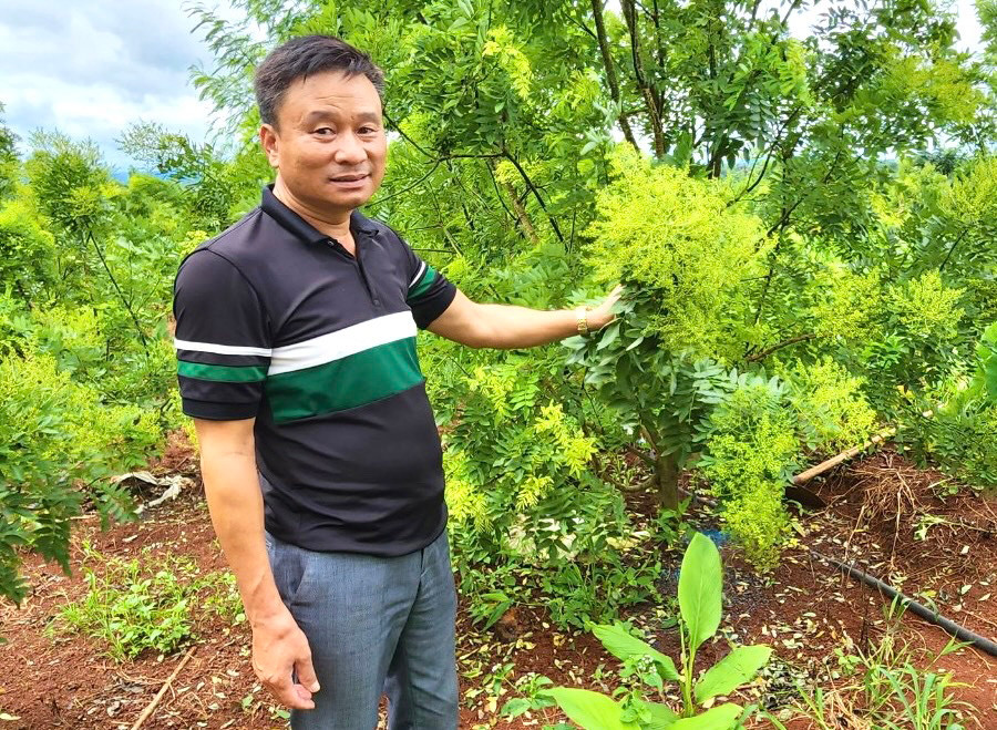 Từ bỏ giấc mộng hồ tiêu, ông Đào Tiến Tình (thị trấn Chư Sê) thành công với mô hình trồng cây hoa hòe. Ảnh: M.N Từ bỏ giấc mộng hồ tiêu, ông Đào Tiến Tình (thị trấn Chư Sê) thành công với mô hình trồng cây hoa hòe. Ảnh: M.N