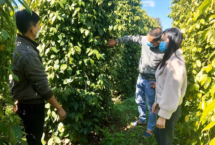 Mô hình thâm canh hồ tiêu bền vững tại huyện Đak Đoa sản xuất theo hướng hữu cơ, thân thiện với môi trường. Ảnh: L.N