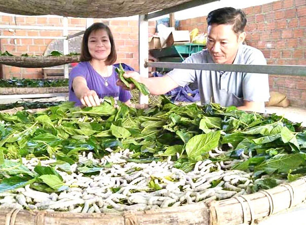 Thất bại từ hồ tiêu nhưng ông Trần Bá Chiến (thôn Phú Bình, xã Ia Le, huyện Chư Pưh) đã có cuộc “lội ngược dòng” ngoạn mục với mô hình trồng dâu nuôi tằm. Ảnh: M.N Thất bại từ hồ tiêu nhưng ông Trần Bá Chiến (thôn Phú Bình, xã Ia Le, huyện Chư Pưh) đã có cuộc “lội ngược dòng” ngoạn mục với mô hình trồng dâu nuôi tằm. Ảnh: M.N