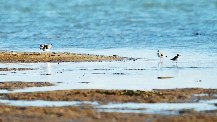 Chim choi choi khoang cổ trên bãi biển. Chim choi choi khoang cổ trên bãi biển.