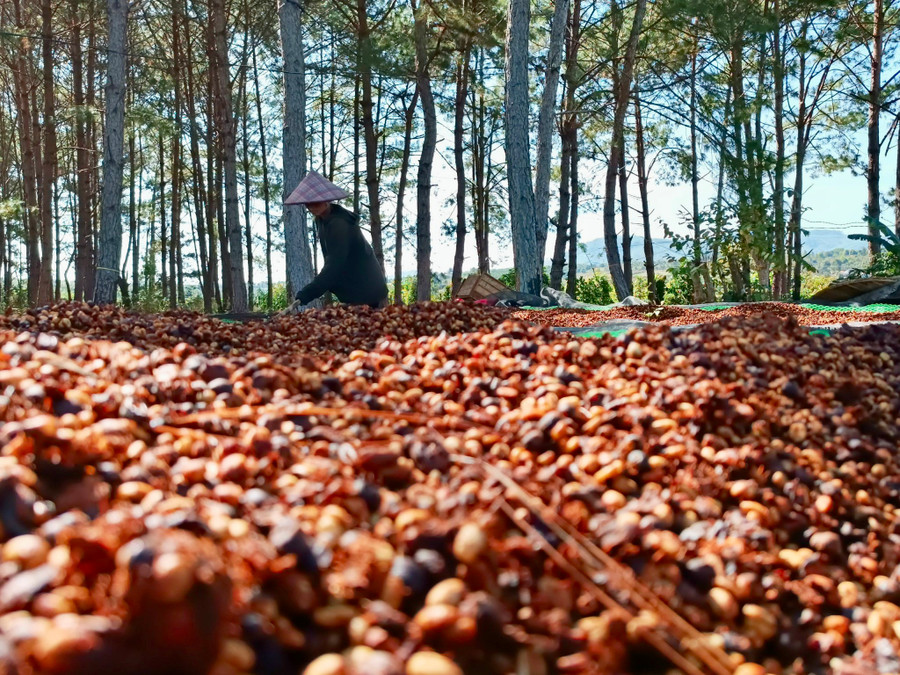 Hạt cà phê hái chín sẽ có độ ngọt và hương vị tự nhiên. Ảnh: V.T Hạt cà phê hái chín sẽ có độ ngọt và hương vị tự nhiên. Ảnh: V.T
