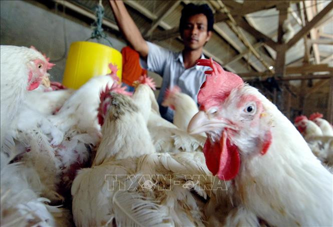 Gà được nuôi tại trang trại ở Jakarta, Indonesia. Ảnh: AFP/TTXVN Gà được nuôi tại trang trại ở Jakarta, Indonesia. Ảnh: AFP/TTXVN