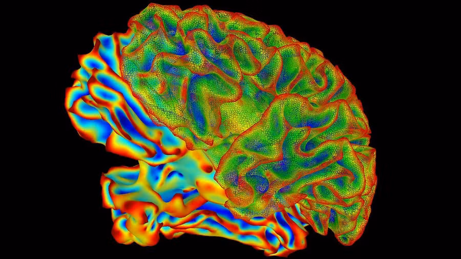 Mang thai gây thay đổi cấu trúc não. Ảnh: Live Science