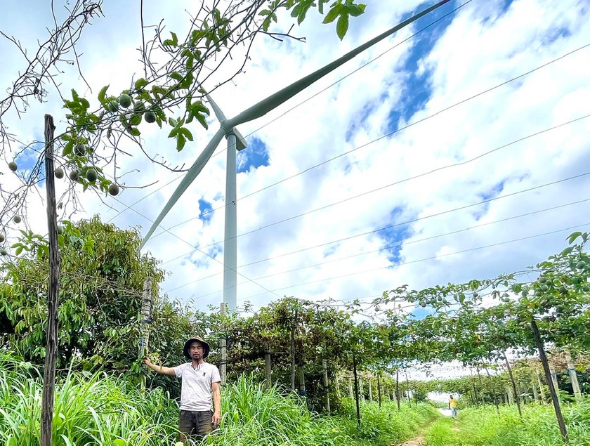 Vườn rẫy sản xuất của ông Đặng Đợi (làng O Gia, xã Ia Pếch, huyện Ia Grai) nằm sát chân trụ tháp điện gió. Ảnh: TN