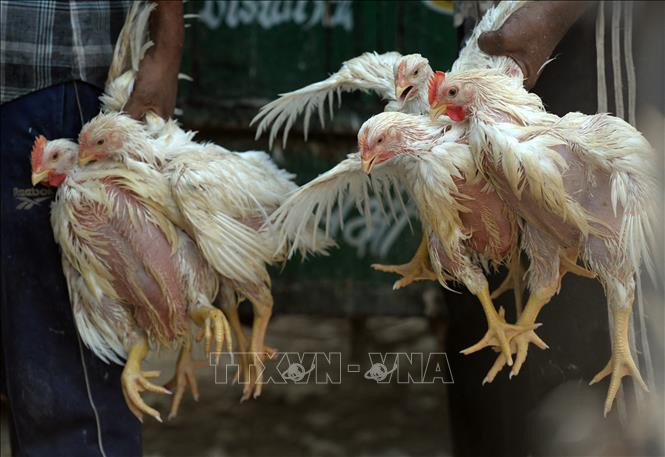 Gà được bày bán tại một chợ gia cầm ở New Delhi, Ấn Độ. Ảnh: AFP/TTXVN Gà được bày bán tại một chợ gia cầm ở New Delhi, Ấn Độ. Ảnh: AFP/TTXVN