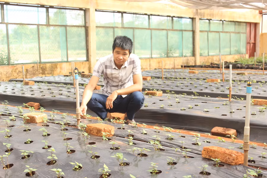 Hệ thống tưới phun mưa tại vườn ươm Trung tâm Nghiên cứu Giống cây trồng Gia Lai. Ảnh: N.D