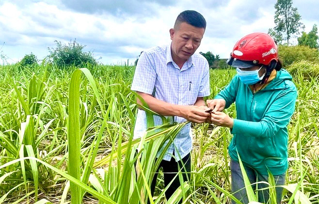 Cán bộ Trung tâm Dịch vụ nông nghiệp huyện Kbang hướng dẫn người dân cách phát hiện và phòng trừ sâu bệnh trên cây mía. Ảnh: M.N