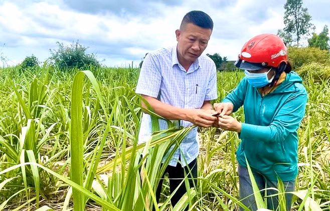 Cán bộ Trung tâm Dịch vụ nông nghiệp huyện Kbang hướng dẫn người dân cách phát hiện và phòng trừ sâu bệnh trên cây mía. Ảnh: M.N