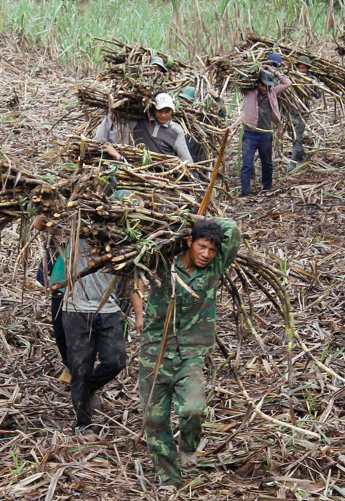 Chuyển mía vừa thu hoạch