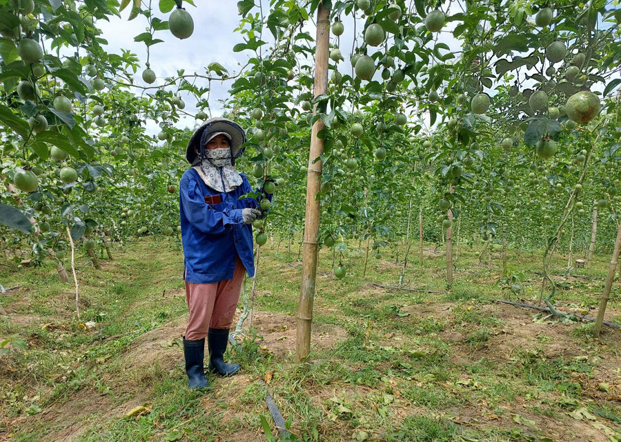 Hệ thống tưới tiết kiệm nước giúp vườn chanh dây của bà Nguyễn Thị Hồng Nhã (thị trấn Đak Pơ) sinh trưởng và phát triển tốt. Ảnh: N.D Hệ thống tưới tiết kiệm nước giúp vườn chanh dây của bà Nguyễn Thị Hồng Nhã (thị trấn Đak Pơ) sinh trưởng và phát triển tốt. Ảnh: N.D