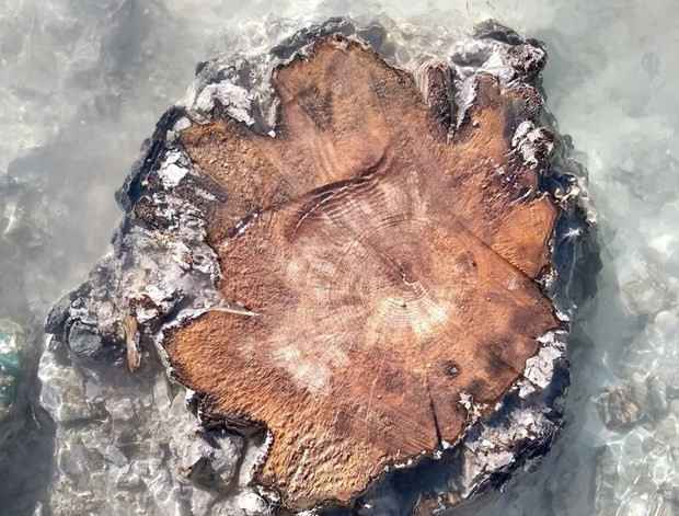 Vòng thân của một cây gỗ bị hóa thạch được phát hiện tại sông Drouzet trên dãy Alps. Nguồn: Cécile Miramont