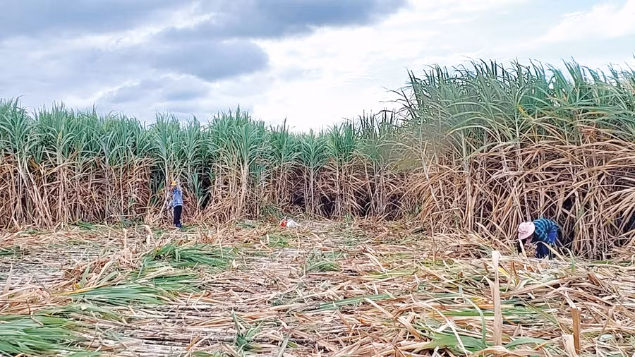 Thu hoạch mía tại xã Hbông, huyện Chư Sê. Ảnh: B.T