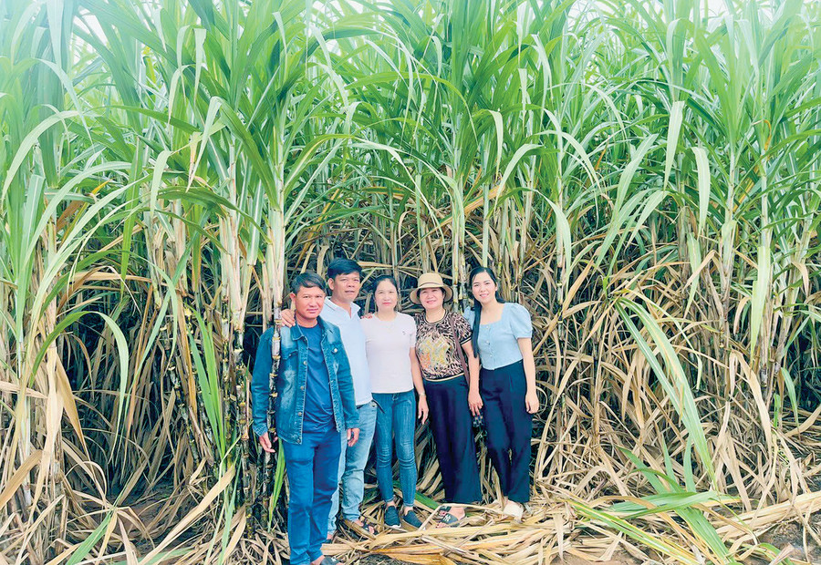 Bà Lê Thị Quỳnh Trang (bìa phải) cùng các thành viên Hợp tác xã Nông nghiệp Tân Tiến bên ruộng mía (ảnh nhân vật cung cấp). Bà Lê Thị Quỳnh Trang (bìa phải) cùng các thành viên Hợp tác xã Nông nghiệp Tân Tiến bên ruộng mía (ảnh nhân vật cung cấp).