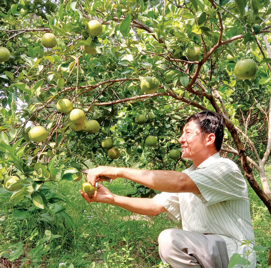 Ông Lê Văn Minh (thôn Đức Lập, xã Ia Rtô) thu hoạch cam. Ảnh: G.A