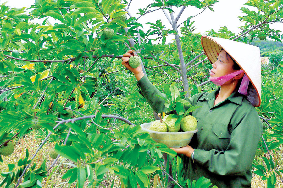 Nhiều diện tích cây trồng kém hiệu quả được người dân chuyển sang trồng các loại cây có giá trị kinh tế cao, thích ứng với biến đổi khí hậu. Ảnh: H.T Nhiều diện tích cây trồng kém hiệu quả được người dân chuyển sang trồng các loại cây có giá trị kinh tế cao, thích ứng với biến đổi khí hậu. Ảnh: H.T