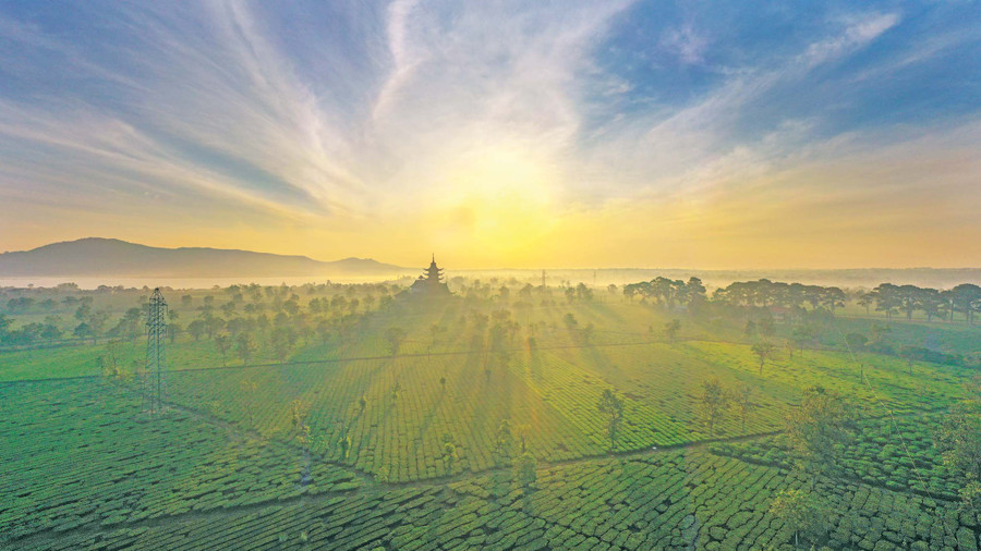 Nắng sớm trên đồi chè xã Nghĩa Hưng, huyện Chư Păh. Ảnh: Hoàng Quốc Vĩnh