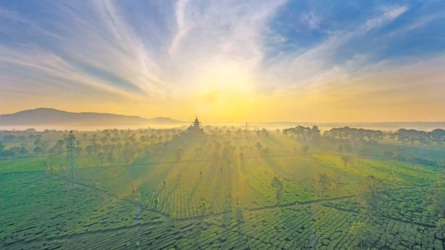 Nắng sớm trên đồi chè xã Nghĩa Hưng, huyện Chư Păh. Ảnh: Hoàng Quốc Vĩnh