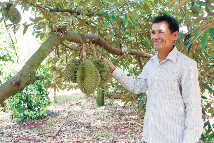 Nhiều nông dân huyện Chư Pưh đầu tư trồng cây ăn quả để nâng cao thu nhập. Ảnh: Q.T Nhiều nông dân huyện Chư Pưh đầu tư trồng cây ăn quả để nâng cao thu nhập. Ảnh: Q.T
