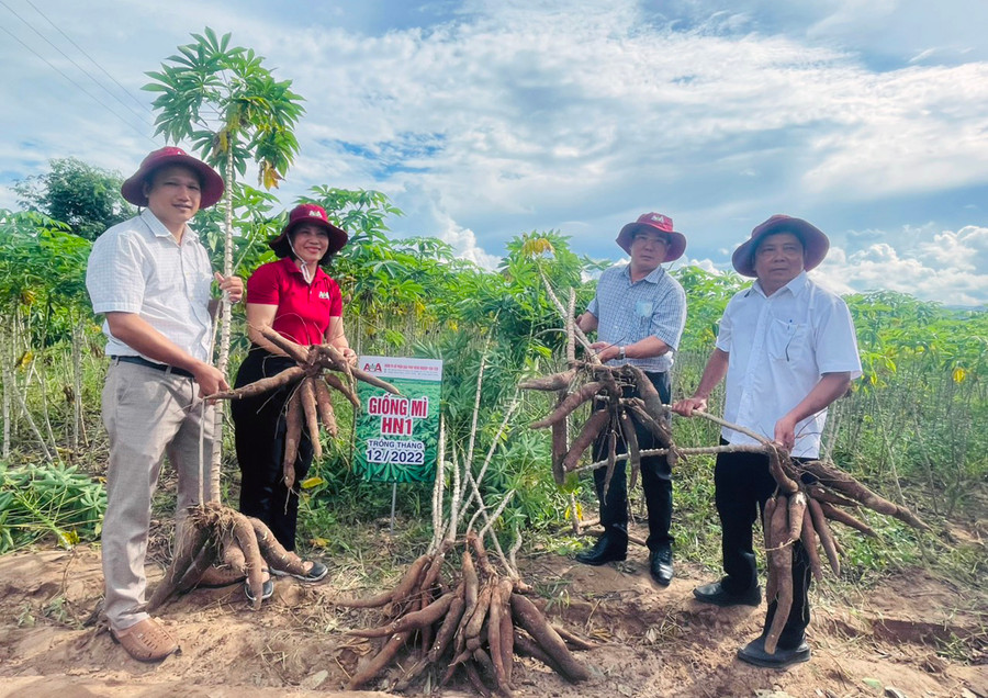 Các giống mì mới đưa vào sản xuất đều có khả năng kháng bệnh khảm lá, cho năng suất cao. Ảnh: Vũ Chi
