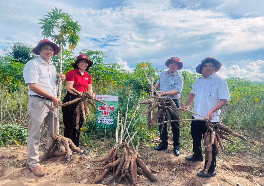 Các giống mì mới đưa vào sản xuất đều có khả năng kháng bệnh khảm lá, cho năng suất cao. Ảnh: Vũ Chi