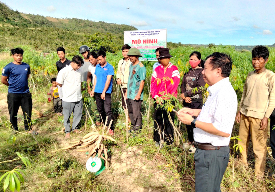 Các huyện, thị xã khu vực Đông Nam tỉnh đang tích cực đưa các giống mì kháng được bệnh khảm lá vào sản xuất. Ảnh: V.C